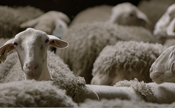 Tuffery innove en lançant son premier Jean en laine MIF ( Lacaune)
